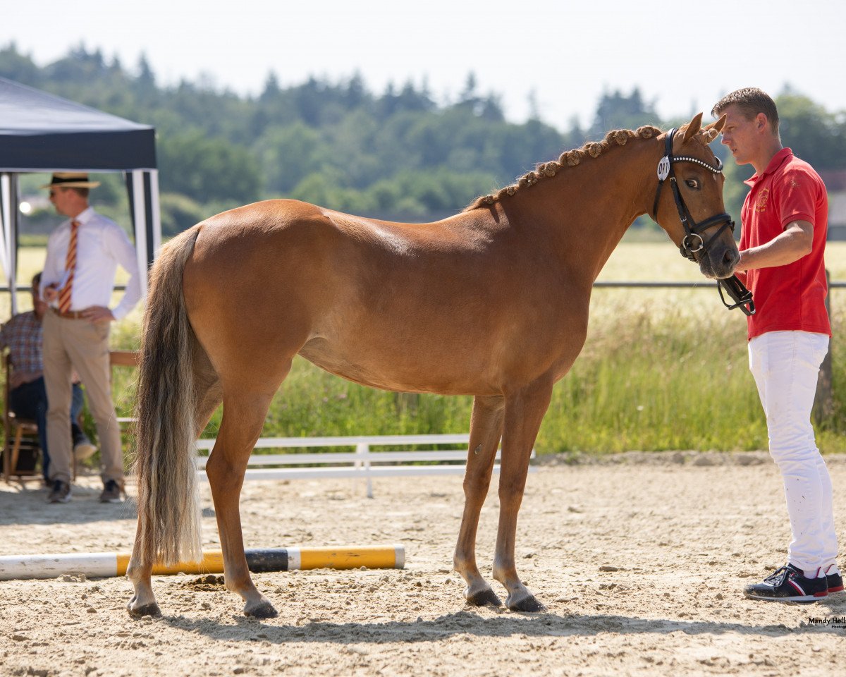 broodmare Prinzess of Paradiese (German Riding Pony, 2017, from No Limit)