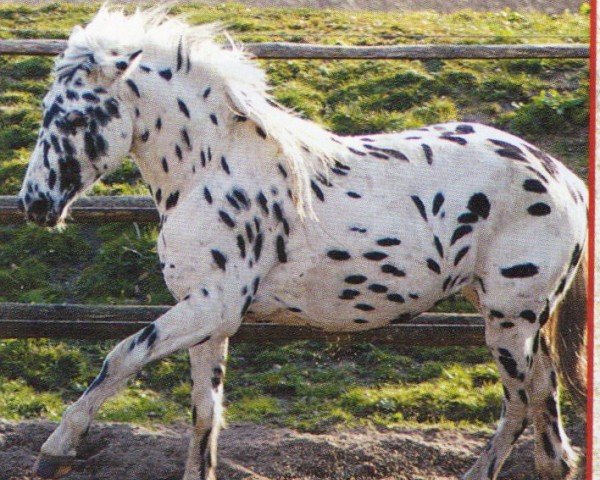 Pferd Aragon de la Casa Chabeli (Knabstrupper, 2004, von Thorin af Coco)