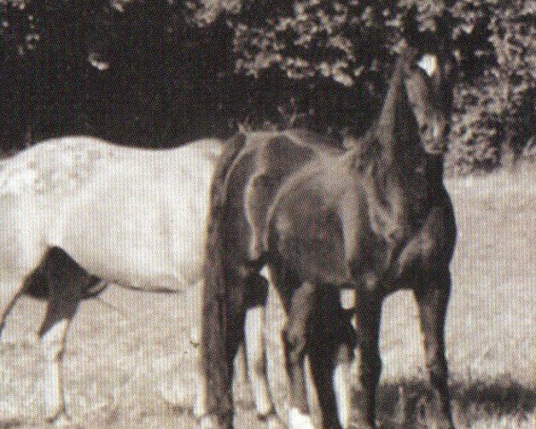 horse El Thay Ali Baba ox (Arabian purebred, 1998, from Ansata Exemplar EAO)