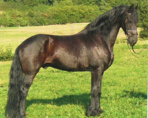 horse Torval (Friese, 1998, from Fetse 349)