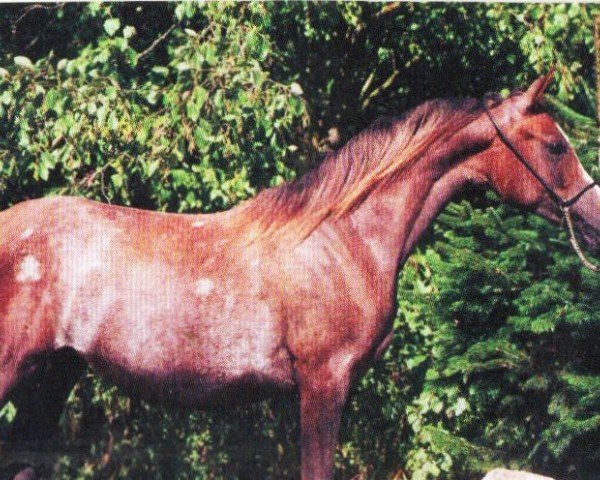 horse Peges Ginnie Star (Arabian, 2004, from Pege Star ox)