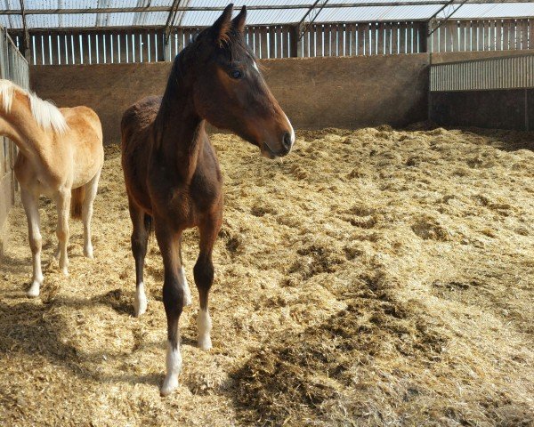 foal by Calimero's confringo (Holsteiner, 2024, from Corrido 4)