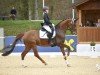 dressage horse Feline 135 (Oldenburg, 2014, from Fürst Wilhelm)