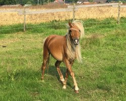 Springpferd Bendit (Deutsches Classic Pony, 2019, von Brento)