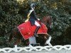 dressage horse Mr.Q 3 (Oldenburg, 2011, from Quaterback)
