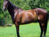 jumper No Paint (German Warmblood, 1996, from Nitron)