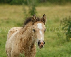 Pferd Rica (Welsh Partbred, 2021, von Ridgehill Rhydian)