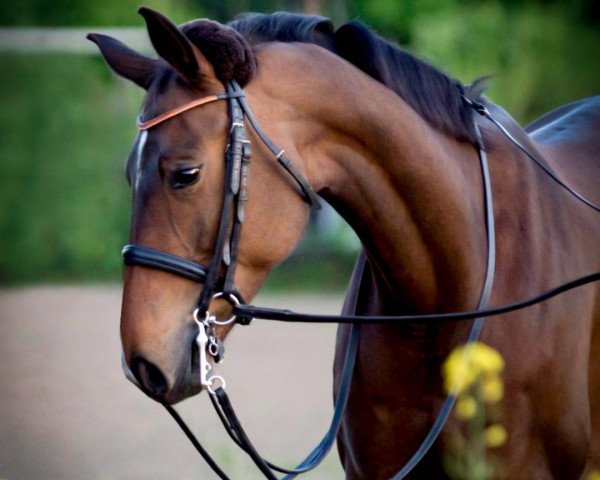dressage horse Lord's Betzy (unknown, 2012, from Lord's Boy 4)