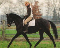 dressage horse Herbstwolke (Trakehner, 2005, from Hibiskus)