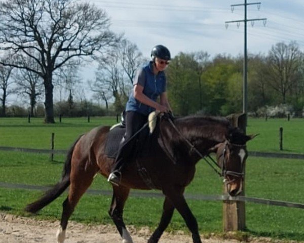 dressage horse Richmond 26 (Westphalian, 2003, from Roh Magic)