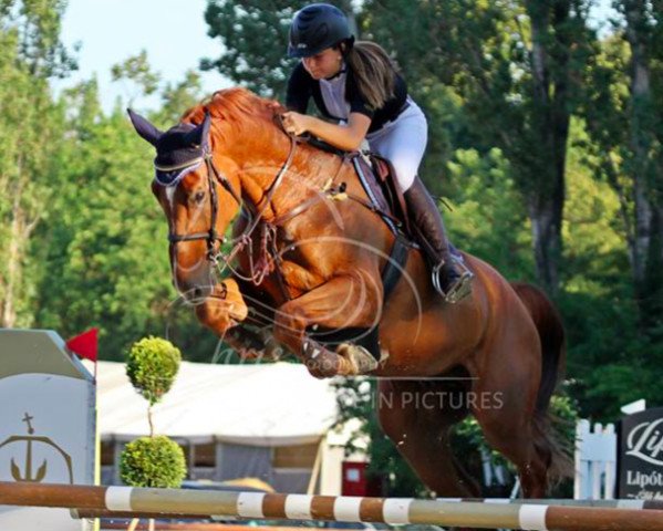 jumper Claudius (Oldenburg show jumper, 2007, from Converter)