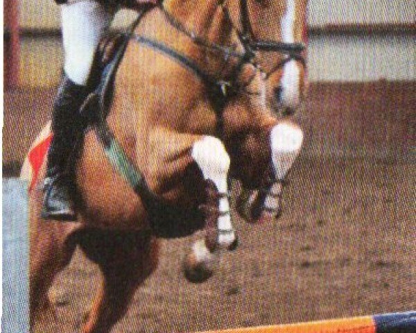 Springpferd Zie Dan (KWPN (Niederländisches Warmblut), 2004, von Odermus R)