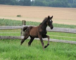 dressage horse Dancing Daylight (Westphalian, 2021, from Donier)