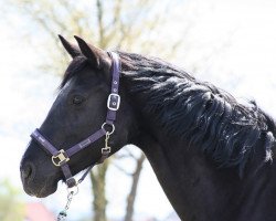 broodmare Snowy (Hanoverian, 2010, from Sarkozy 3)