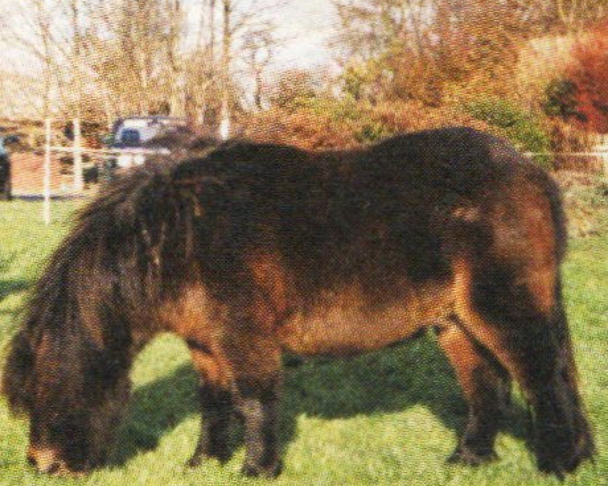 horse Karlchen (Shetland Pony, 1996, from Karli)