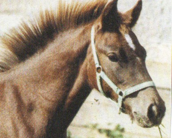 Dressurpferd Bahretal Burghley (Deutsches Reitpony, 2005, von Twilight Bright Spirit)