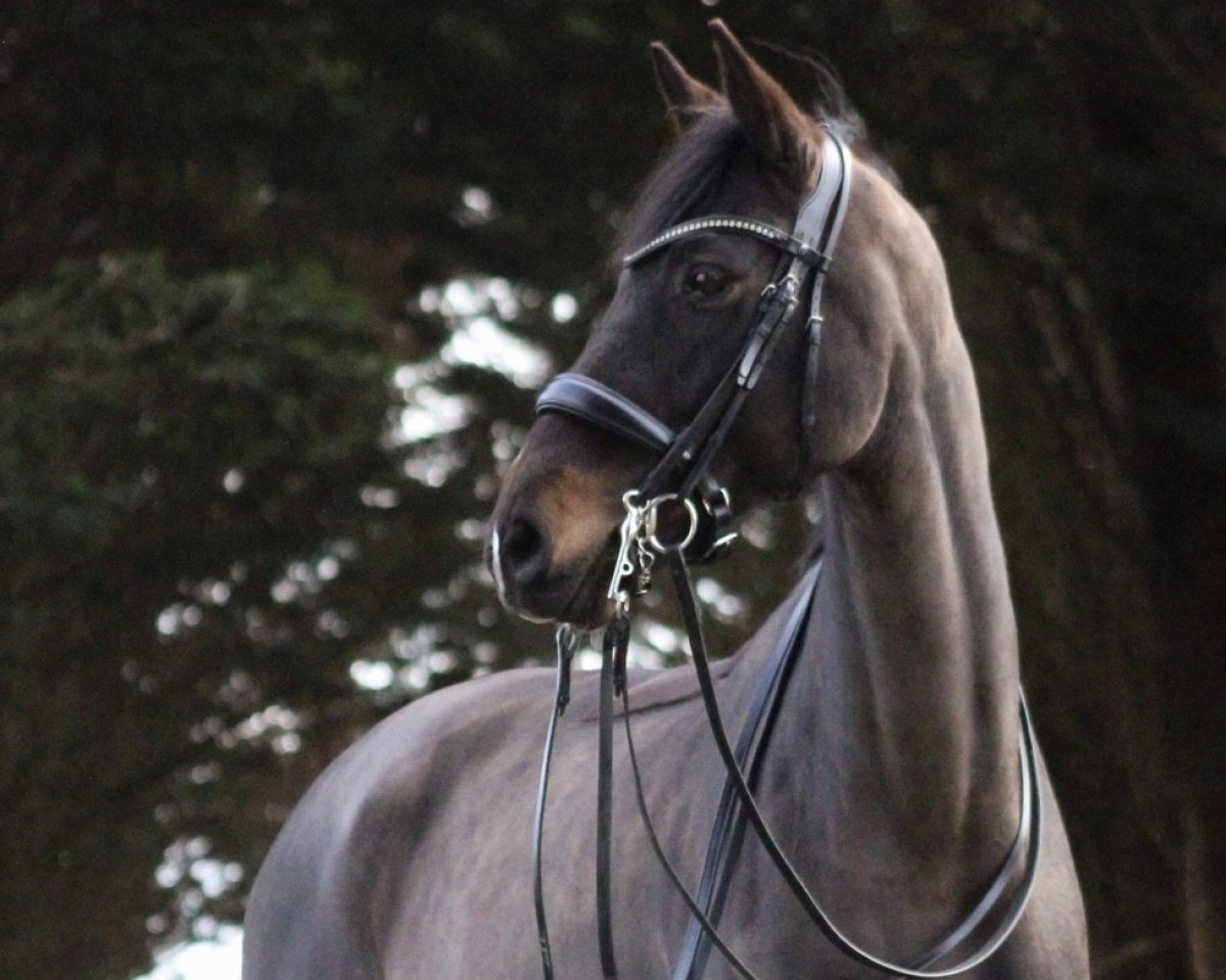 jumper Finesse 372 (Holsteiner, 2013, from Cascor Z)