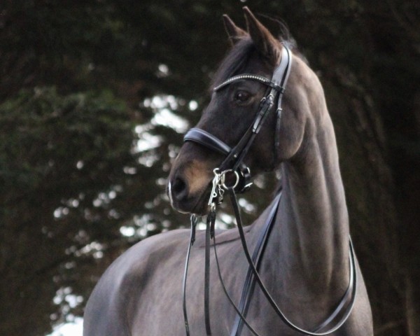 jumper Finesse 372 (Holsteiner, 2013, from Cascor Z)