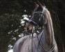 Springpferd Finesse 372 (Holsteiner, 2013, von Cascor Z)