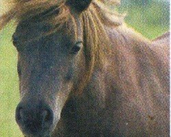 horse Lilly VH Groenland (Falabella, 1997, from Fairy Goldsmith)