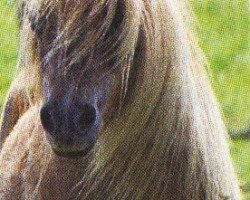 Pferd Christobell Of Dukestabel (Falabella, 1989, von Vorden Buddleia)