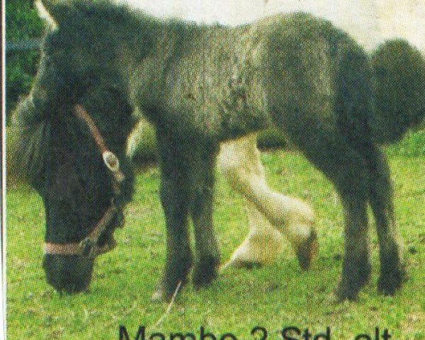 Pferd Maubo (Falabella, 2005, von Mark v.d.Ysselhof)