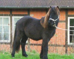 horse Gelmir (Iceland Horse, 2010, from Greifi von der Fuchsfarm)