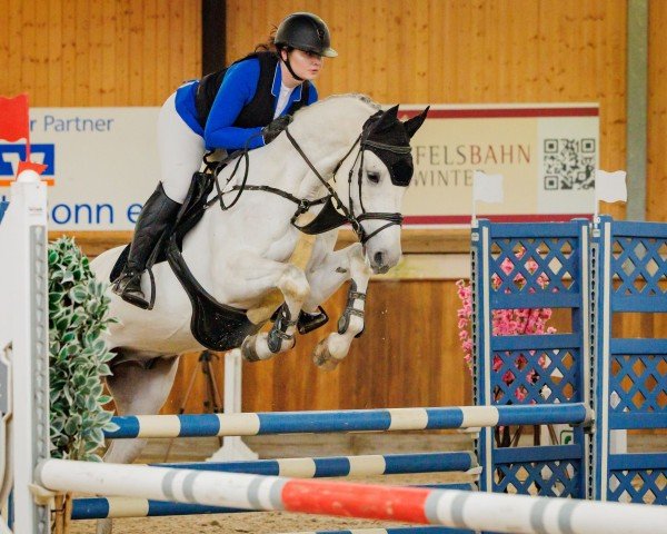 jumper Asterix Nix Alba (German Warmblood, 2020, from Alaba 2)