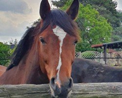 broodmare Bella Donna 167 (Westphalian, 2017, from Bellini Royal)