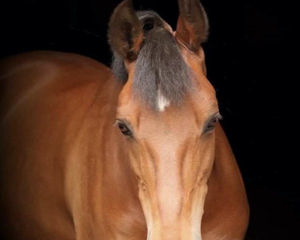Dressurpferd Sulaatik's Macnamara (New-Forest-Pony, 2006, von Marrondales Macintosh)