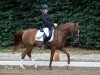 dressage horse Maracana ox (Arabian thoroughbred, 2014, from Mefisto ox)