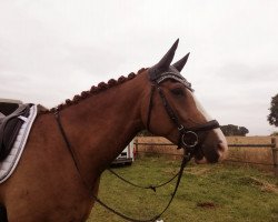 dressage horse Baileys (Westphalian, 2013, from Belissimo NRW)