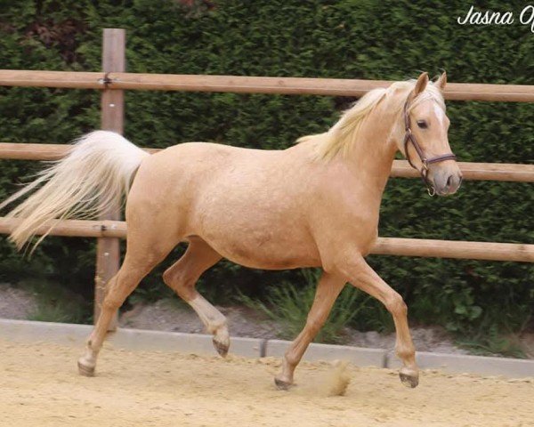 broodmare Steverheides Auchsonetussi (German Riding Pony, 2019, from A Gorgeous)