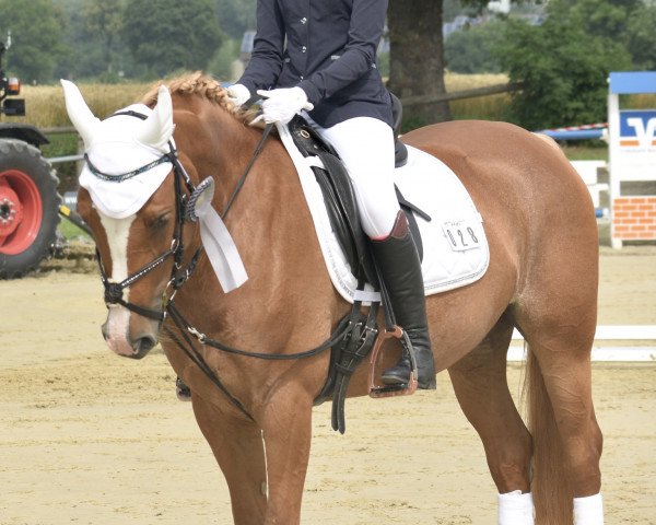 dressage horse Biënto (Pony without race description, 2011)