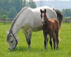 broodmare Sabrina (German Riding Pony, 1997, from Sunrise Ramon)