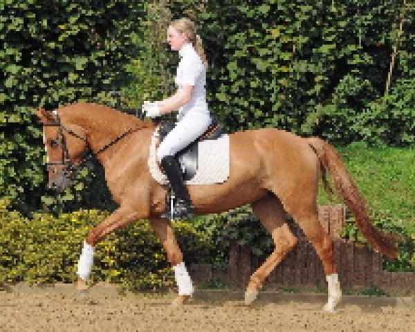 dressage horse Stute von Dirty Dancer (German Riding Pony, 2006, from Dirty Dancer)