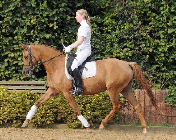 dressage horse Destiny (German Riding Pony, 2006, from Dirty Dancer)