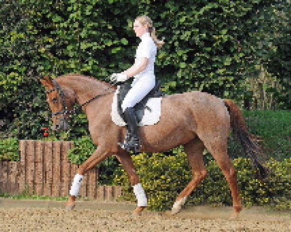 dressage horse Stute von Dirty Dancer (German Riding Pony, 2006, from Dirty Dancer)