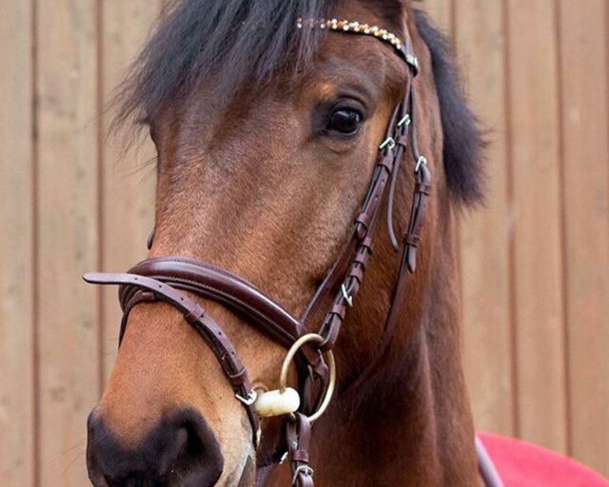 Springpferd Captain America 5 (Mecklenburger, 2012, von Canturat)