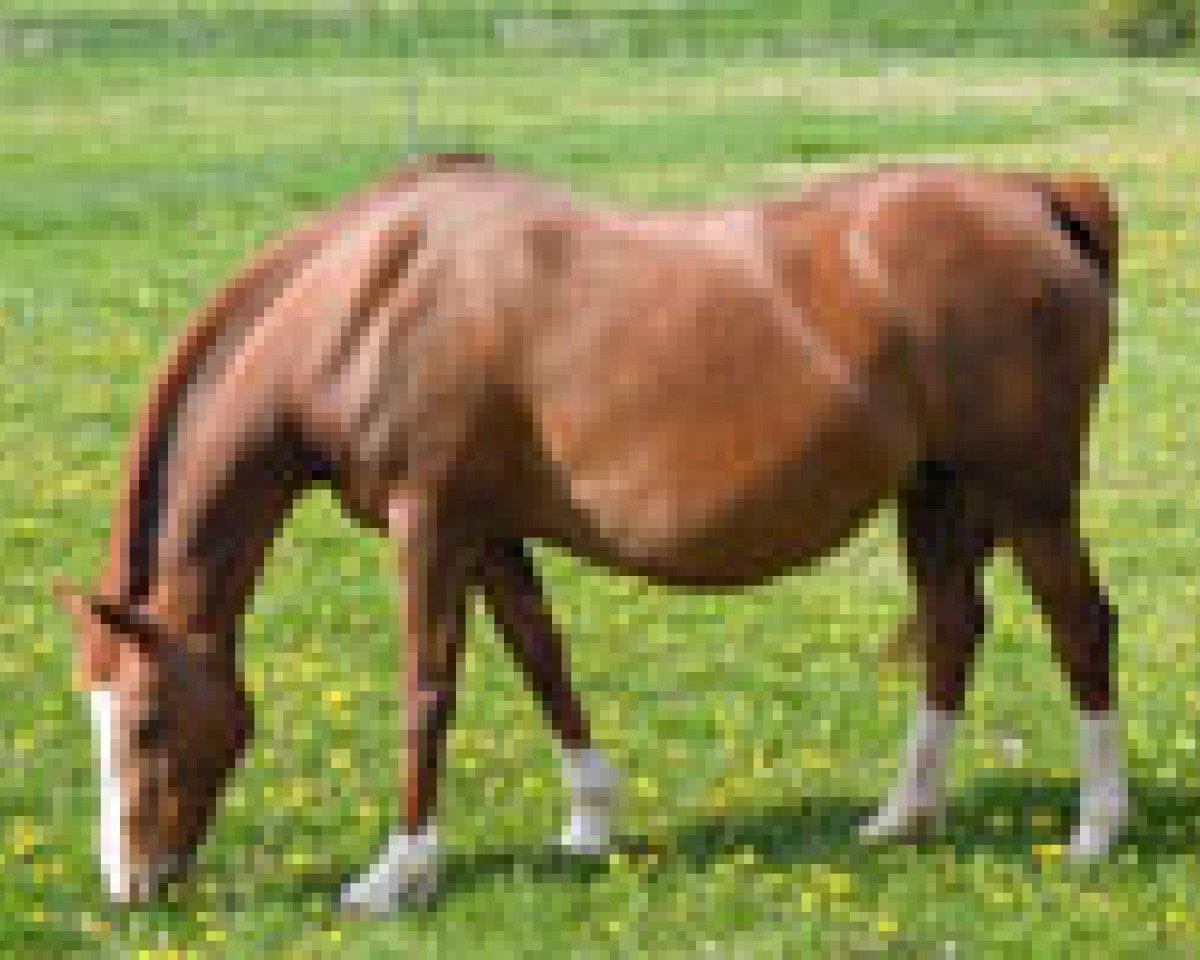 Zuchtstute Rabenia (Deutsches Reitpony, 1993, von Kadett)