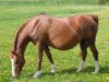 broodmare Rabenia (German Riding Pony, 1993, from Kadett)