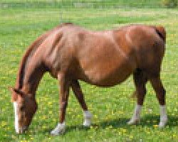 broodmare Rabenia (German Riding Pony, 1993, from Kadett)