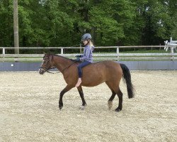 Pferd Babsi 109 (Deutsches Reitpony, 1994, von Beach Boy)