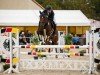 jumper Cordula Grün 2 (Oldenburg show jumper, 2015, from Christian 25)