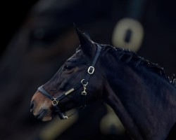 horse Good Choice (Trakehner, 2005, from Guter Planet)