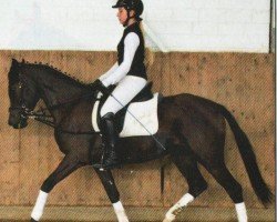 jumper Cinderella Dreams (German Riding Pony, 2007, from Champ de Luxe)