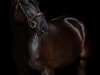 broodmare Final Dream 6 (Hanoverian, 2015, from Finest)