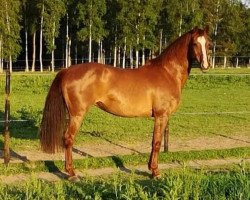 broodmare Salonika (Holsteiner, 2002, from Acorado I)