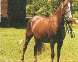 Pferd Iris (Deutsches Reitpony, 1998, von Spencer)