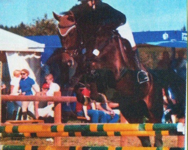 jumper El Libertino (German Sport Horse, 2006, from Lord Altmark)
